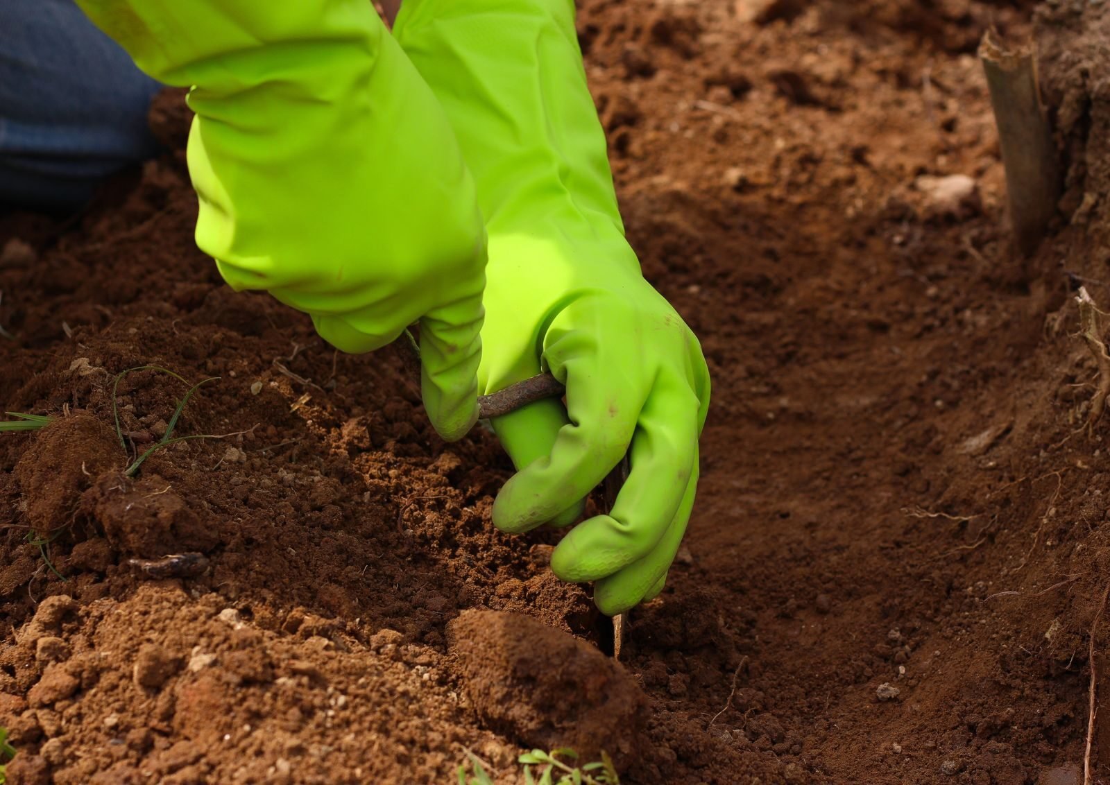 Hand digging into garden soil, which can break apart fungal networks