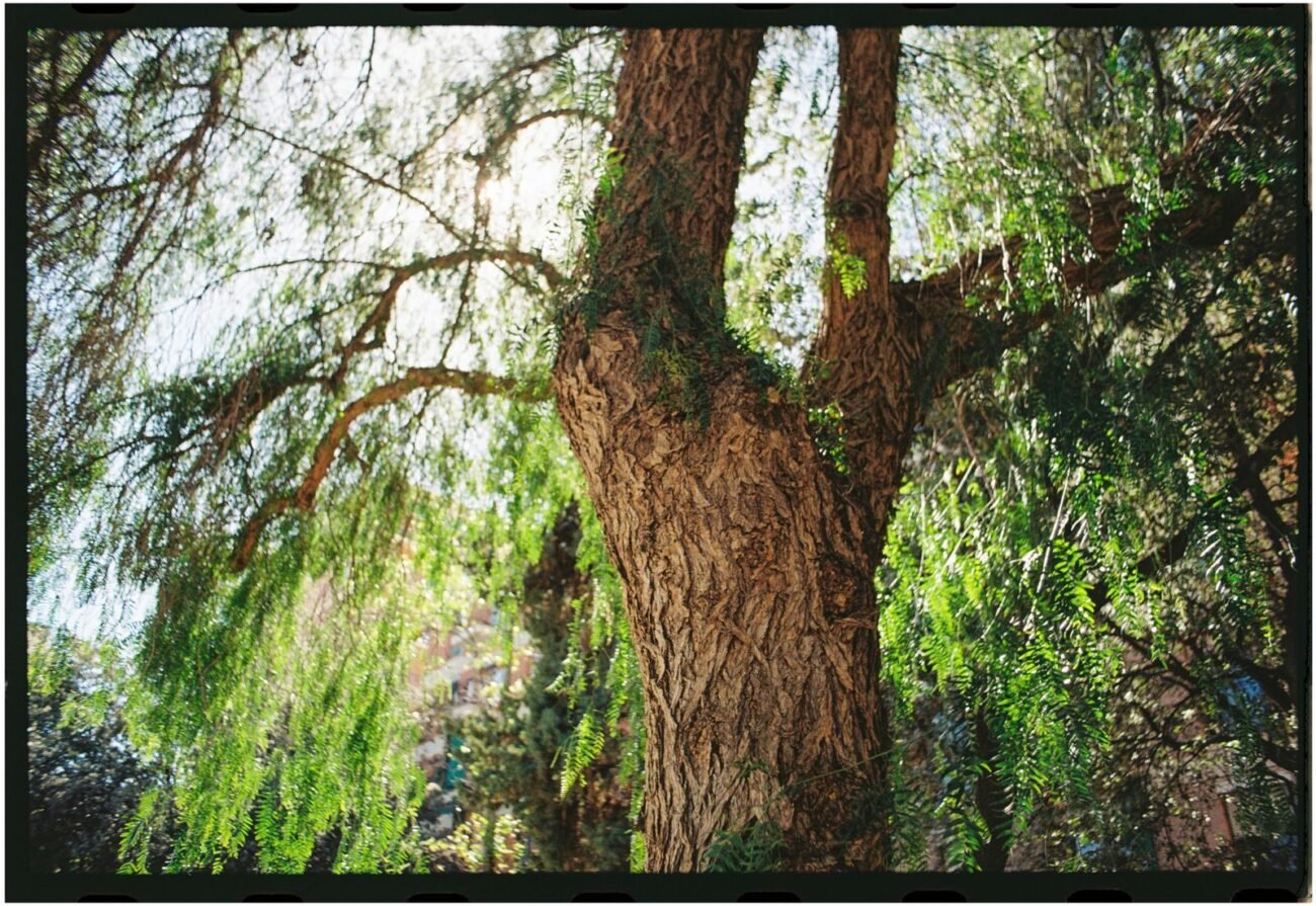 A willow tree, the source of the bark used to make salicin extract