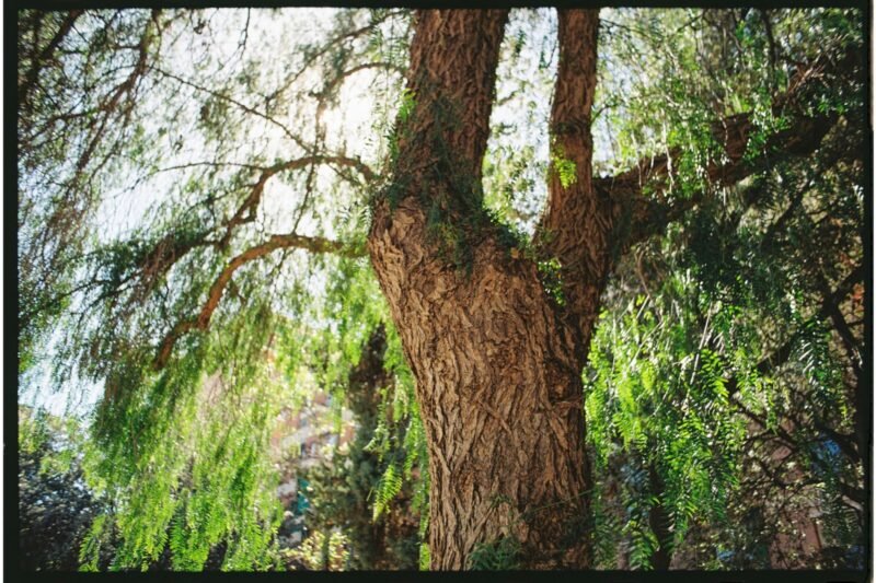 Is Willow Bark Really “Nature’s Salicylic Acid”? I Checked the Actual Chemistry