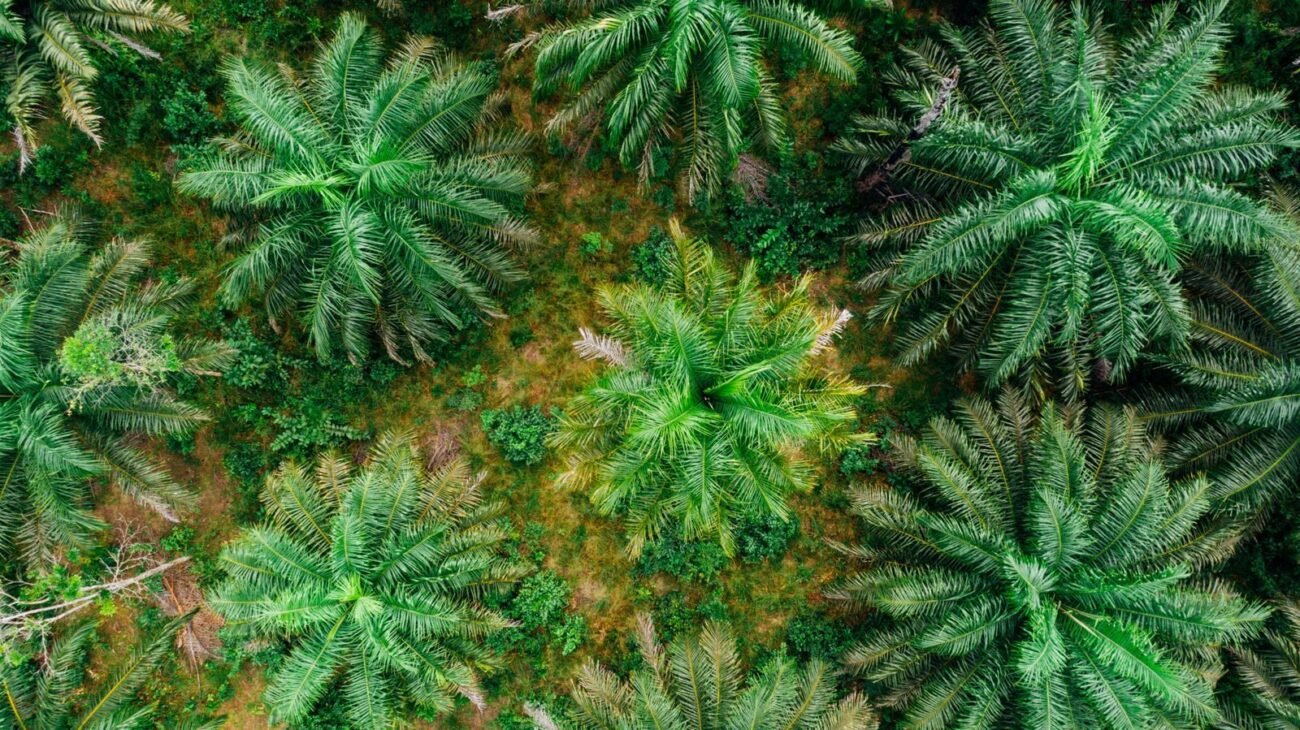 An aerial view of oil palms in a plantation, the source of palm-derived ingredients in many plant-based cleaners