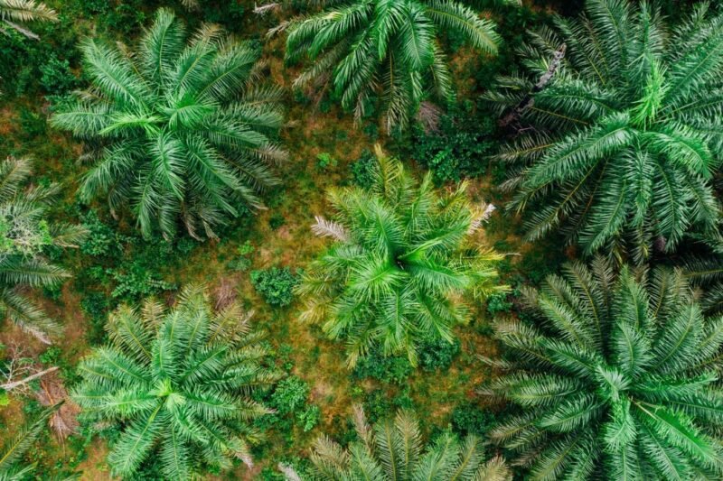 The Palm Oil Problem Hiding in “Plant-Based” Cleaners
