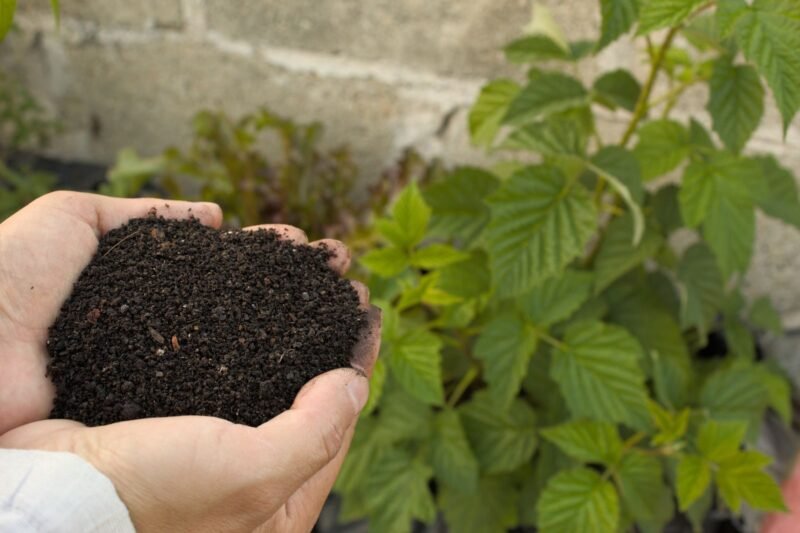 Why Isn’t My Organic Fertiliser Working?