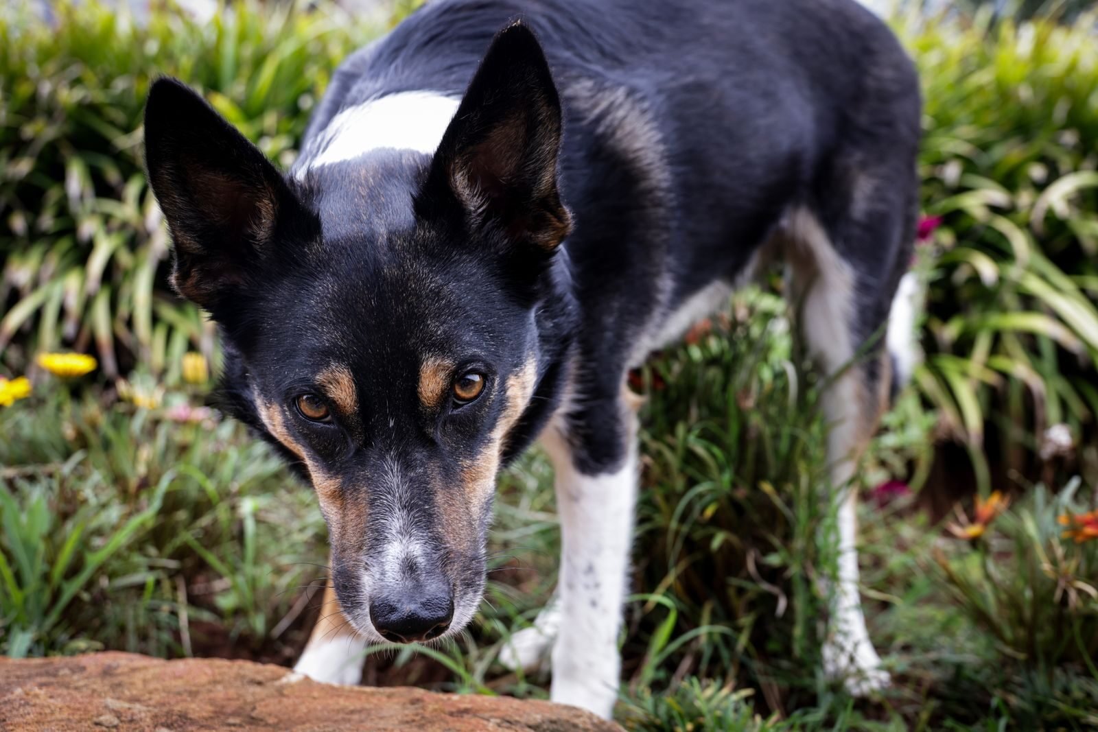 Dog standing on a garden lawn beside a planted bed