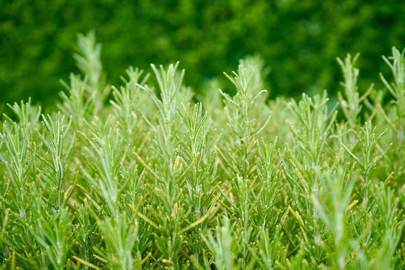 Rosemary plant, the source of the extract found in many unrelated products