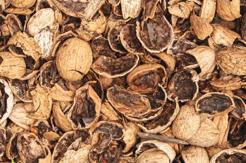 Do Soap Nuts Work? My Take as a Plant Scientist