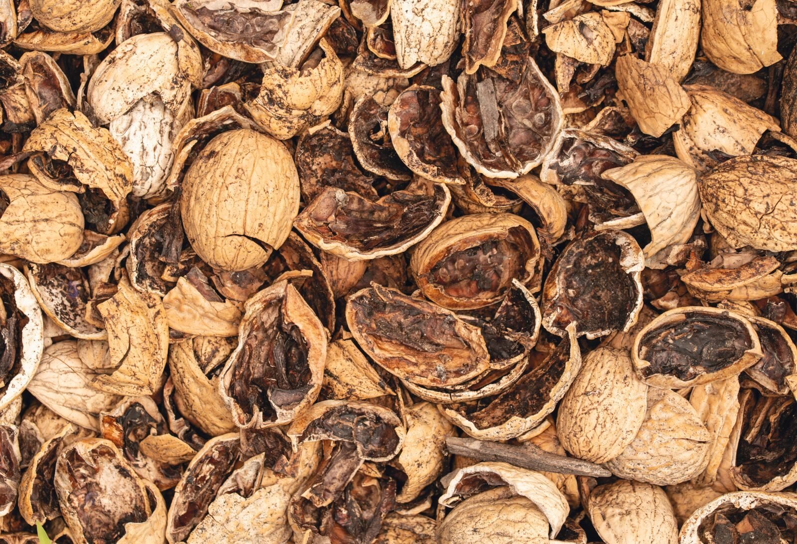Dried soap nut shells, the part of the berry used as a natural laundry soap