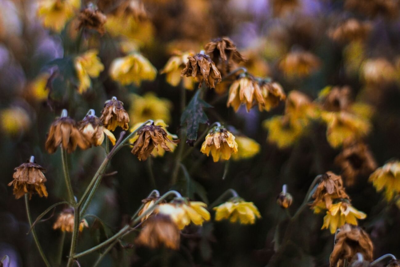A struggling native plant despite being planted in its home region