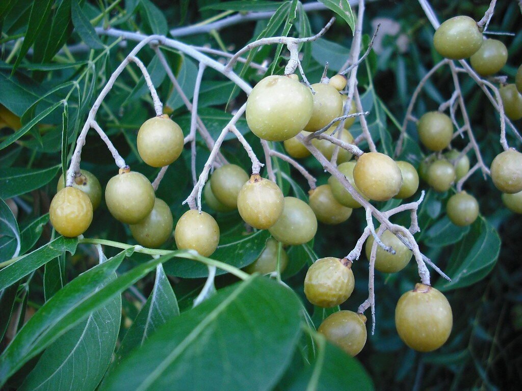Soapberries growing on the tree, the fruit whose shells contain saponin defence compounds