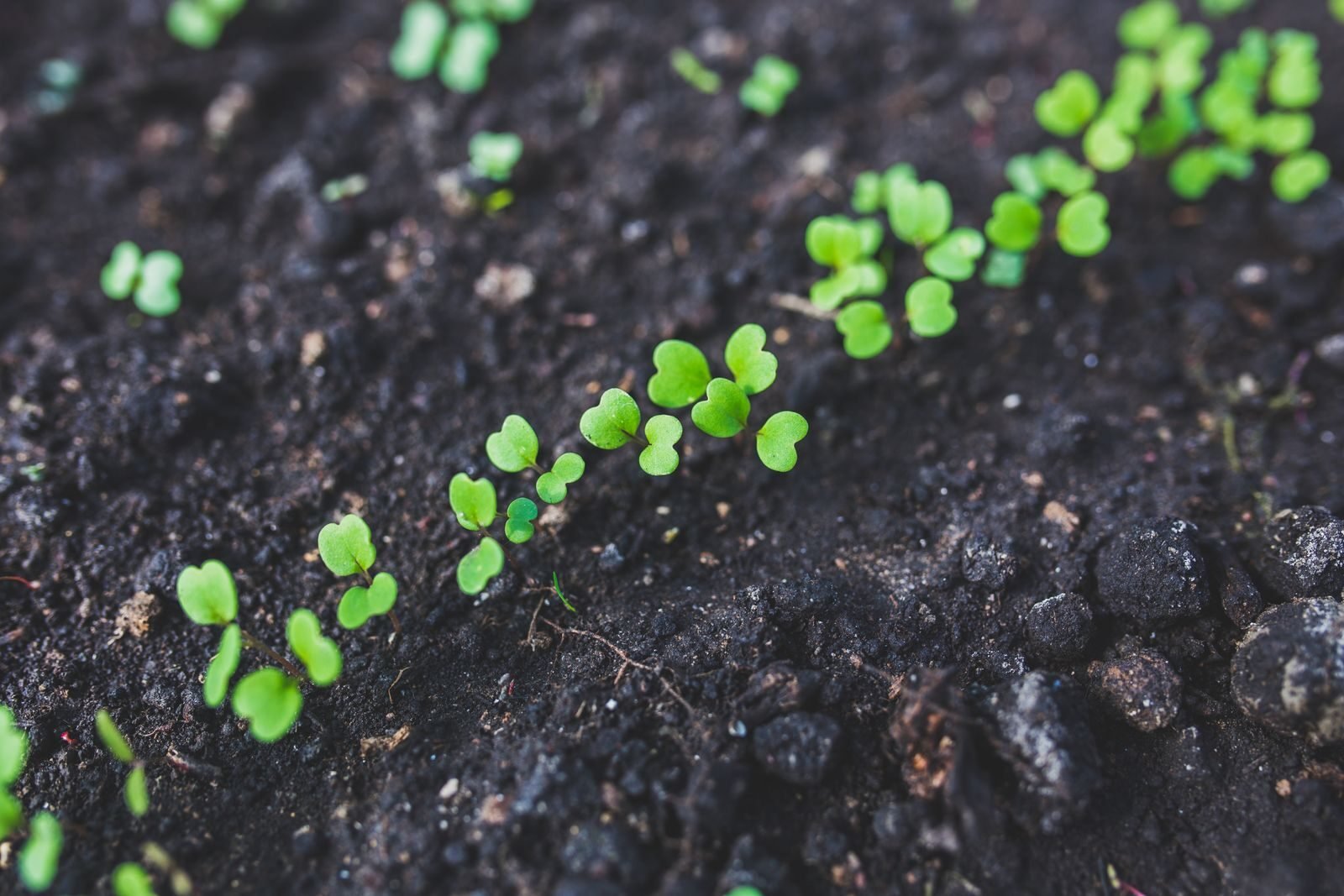 Fresh green shoots of new plant growth