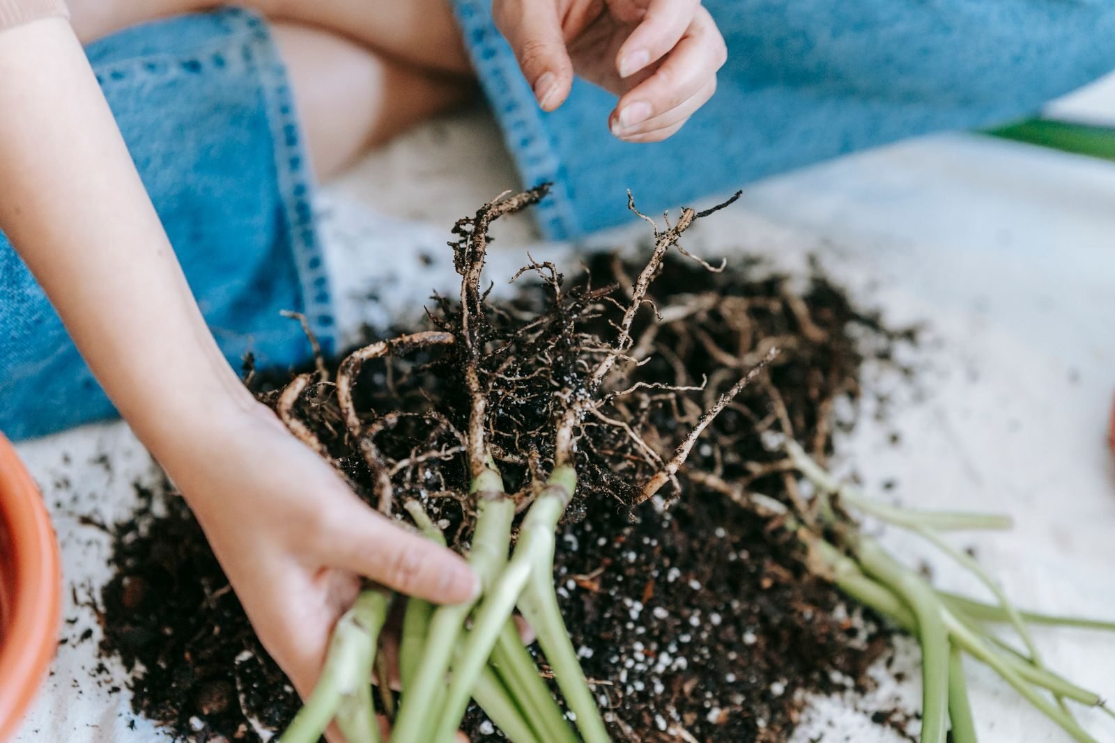 Fine plant roots exposed with soil, showing the root system fungi partner with