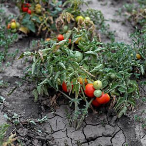 Fix Your Garden Soil